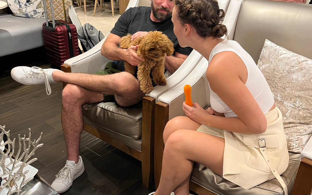 The Ultimate Stress-Free Pet Travel Guide: VIP Lounge by MERA